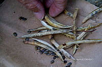 FBA1347 Phaseolus.jpg