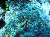 VDLCF0530 Copidaster lymani.jpg