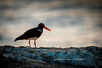 IDG Nat 0031 Haematopus palliatus.jpg