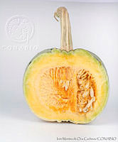 IMDOC2939 Cucurbita pepo.jpg