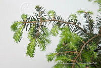 IMDOC 4810 Abies religiosa.jpg