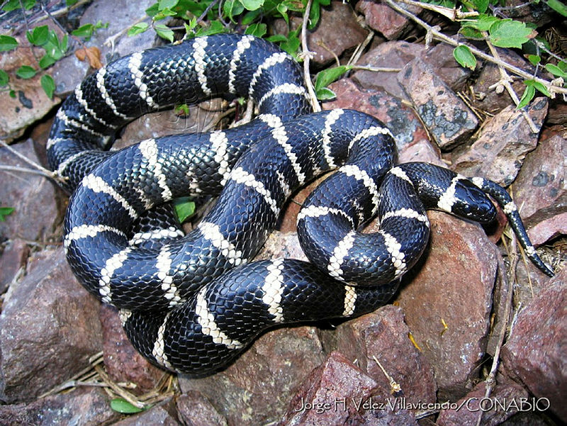 JHVV0006%20Lampropeltis%20herrerae.jpg.iSelsIr0MUktySVhQA3g0JtbmFja29CbnFuZ3NAbXJ6LGtwZQA.Oe33X9pHbE