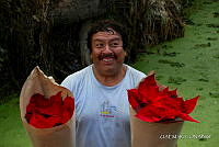 3R 01461 Euphorbia pulcherrima.jpg