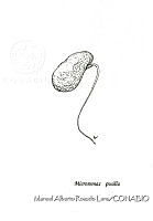 MARL0443 Micromonas pusilla.jpg