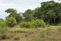 LH002 hum 0217 Acoelorraphe wrightii.JPG