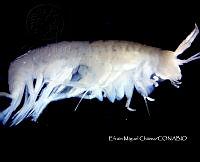 EMCHS 006 Bahadzia setodactylus.jpg