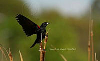 SM0647 Agelaius phoeniceus.jpg