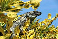 LADR01 Ctenosaura pectinata.jpg