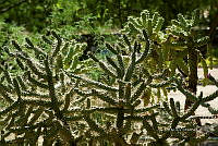 3R 00854 Cylindropuntia fulgida.jpg