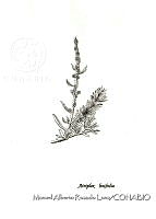 MARL0084 Atriplex linifolia.jpg