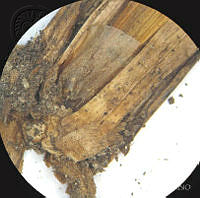 SL3942 Gibasis linearis ssp. linearis.jpg