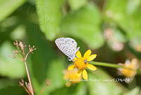 ZAPF0617 Leptotes cassius.jpg