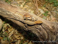 NLL0073 Sceloporus siniferus.jpg