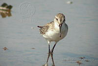 MGaves 183 Calidris mauri.jpg