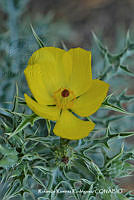 RRR0068 Argemone ochloreuca.jpg