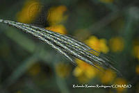 RRR0113 Bothriochloa barbinodis.jpg