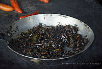 IMDOC3393 Thasus gigas.JPG