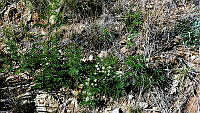 JJSE0001 Acaciella angustissima.JPG