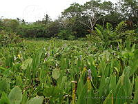 JVB0013 Sagittaria lancifolia.jpg