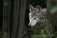 MASM06356 Canis lupus baileyi.jpg