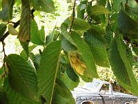 EEC0156 Ostrya virginiana.jpg