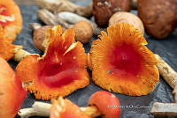 IMDOC Hong 0017 Amanita caesaria.jpg