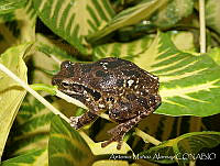 AMA0124 Smilisca baudinii.jpg