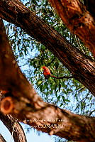 JAPC 0001 Cardellina rubra.jpg