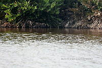 ME003 0042 Crocodylus moreletii.jpg