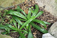 RBB0258 Eryngium foetidum.tif