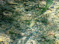CGL4777 Oncorhynchus mykiss.jpg