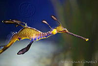 MS0171 Phyllopteryx taeniolatus.jpg