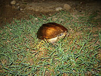 RVL0231 Staurotypus salvini.jpg
