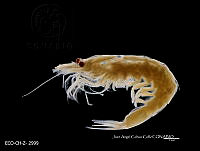 ME006 Z 0180 Euphausia pseudogibba.jpg