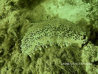 NE018 0858 Felimare picta.jpg