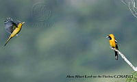 AAKVDH 0105  Icterus cucullatus.JPG