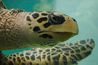 IMDOC0991 Lepidochelys olivacea.jpg