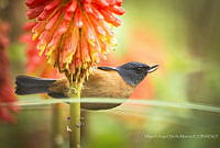 MASM07411 Diglossa baritula.jpg