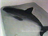 NBA0018 Phocoena sinus.jpg