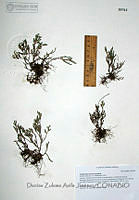 DZAJ008 Selaginella rupincola.JPG