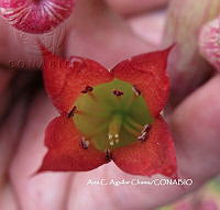 AACH 0021 Kalanchoe pinnata.jpg