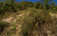 FBA1282 Ipomoea triloba.jpg