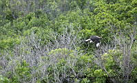 AAKVDH 0357 Caracara cheriway.JPG