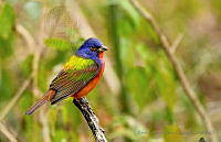 RADA03 Passerina ciris.jpg