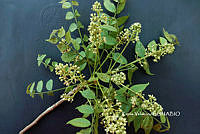 ME010 KV 01002 Trichilia hirta L., 1759_.JPG