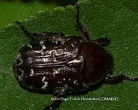 VHTH020 Euphoria leucographa.JPG