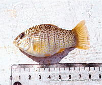 JMHS0016 Floridichthys polyommus.jpg