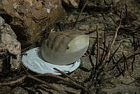 MEP01 Limulus polyphemus.jpg