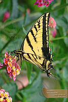 21_05_cgalindo_P. multicaudatus22.jpg