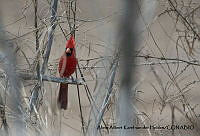 AAKVDH 0690 Cardinalis cardinalis.JPG